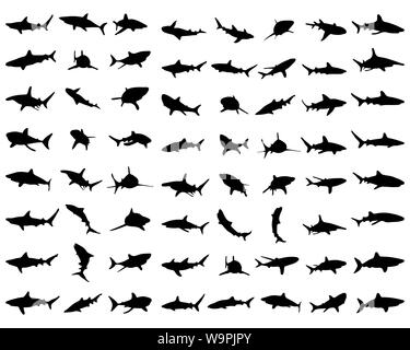 Black Shark silhouettes sur le fond blanc, vector Banque D'Images