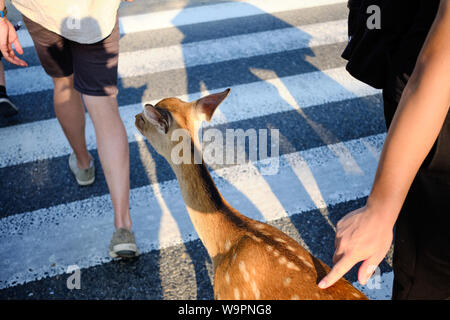 Cerfs dans le parc de Nara Nara, Japon. Banque D'Images