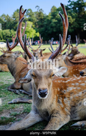 Cerfs dans le parc de Nara Nara, Japon. Banque D'Images