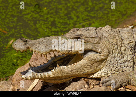 Soleil Crocodile avec la bouche ouverte à l'Kachikally Crocodile extérieure Banque D'Images