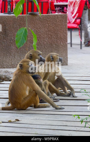 Arbre adulte et enfant singe regardant les touristes Banque D'Images