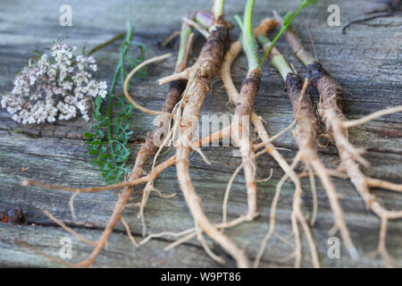 Wilde Möhre, Wurzel, Wurzeln, Wilde-Möhre Wurzelernte-Wurzeln,, Möhre, Daucus carota, Daucus carota subsp. carota, la carotte sauvage, la carotte, le nid d'oiseau, b Banque D'Images