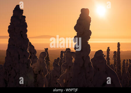 Le parc national de Riisitunturi dans golden sunrise avec silhouette d'arbres neige près de Kuusamo à Posio, Finlande Banque D'Images