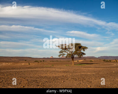 Les arbres du désert au Maroc. Le relief du paysage et de la nature. L'eau souterraine dans oasis. Banque D'Images