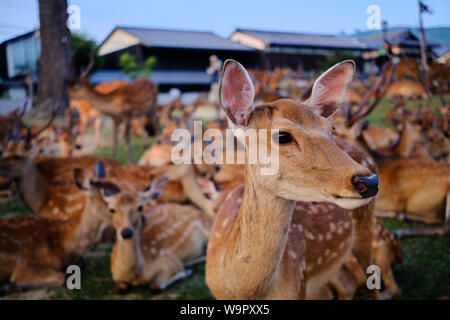 Cerfs dans le parc de Nara Nara, Japon. Banque D'Images