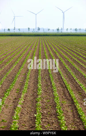 Terrain agricole avec rangées verticales de chicorée cultivées les plantes et trois éoliennes dans l'arrière-plan Banque D'Images