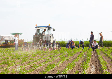 Tracteur avec chauffeur et de l'équipe d'ouvriers agricoles migrants mixte travaillant dans un domaine de la chicorée bio sur une exploitation agricole commerciale Banque D'Images