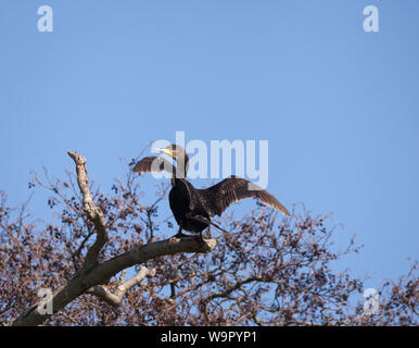 Le grand Cormorant s'est assis sur une branche de séchage des ailes sur la rivière Thames Reading. Banque D'Images