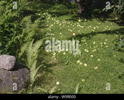 Les pommes abandonnés sur le sol, extérieur shot Banque D'Images