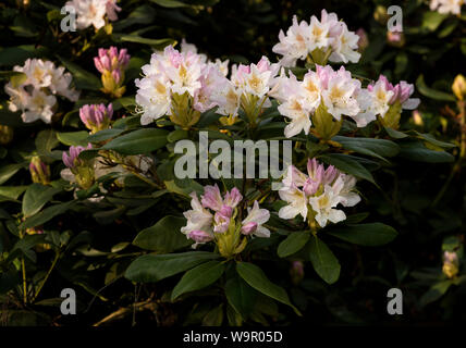 Rhododendrons blancs avec des taches jaune doré. Banque D'Images