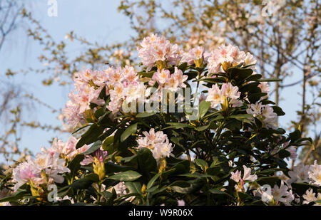 Rhododendrons blancs avec des taches jaune doré. Banque D'Images