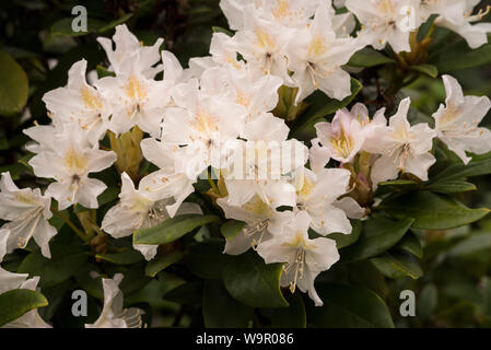 Rhododendrons blancs avec des taches jaune doré. Banque D'Images