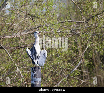 Gray Heron s'est assis sur la poste sur la Tamise Reading. Banque D'Images