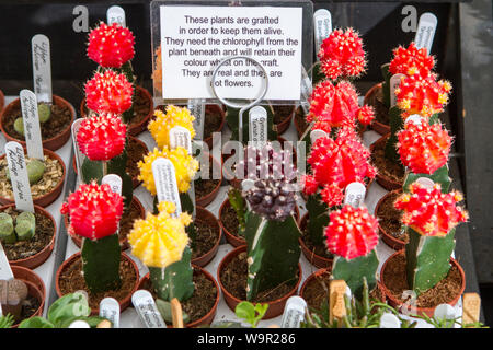 Un jardin de plantes succulentes cactus jardinage plantes gardens Banque D'Images