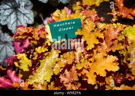 Heuchera plantes zipper feuille feuilles jardin Banque D'Images