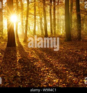 Soleil brille à travers les forêts naturelles de chênes (Quercus) et de hêtres (Fagus) en automne, les feuilles colorées couvrent la terre, Ziegelrodaer Forst Banque D'Images