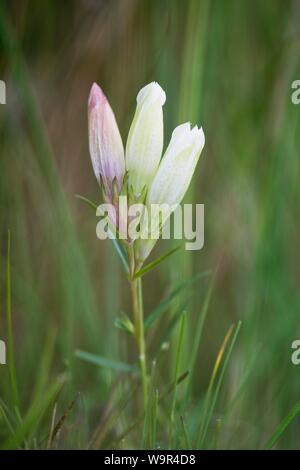 Gentiane des marais (Gentiana pneumonanthe), le formulaire blanc rare, de l'Ems, Basse-Saxe, Allemagne Banque D'Images