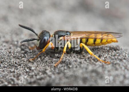 Beewolf Philanthus triangulum (européenne), de l'Ems, Basse-Saxe, Allemagne Banque D'Images