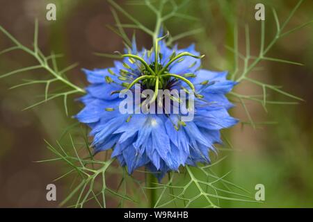 Love-dans-un-mist (Nigella damascena) blossom, Bavière, Allemagne Banque D'Images