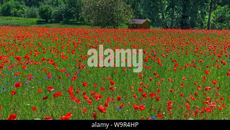 Blooming prairie avec le maïs coquelicots (Papaver rhoeas) et barbeaux (Cyanus segetum), Franconia, Bavaria, Germany Banque D'Images