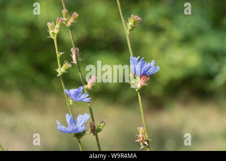 Macro fleurs bleu chicorée commune Banque D'Images