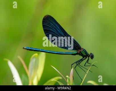 Belle demoiselle (Calopteryx virgo), homme, réserve naturelle Isarauen, Bavière, Allemagne Banque D'Images