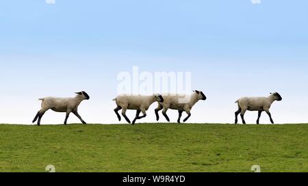 L'exécution de moutons sur la digue, Frise orientale, Basse-Saxe, Allemagne Banque D'Images