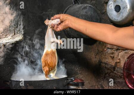 Woman holding locale Cuy cobaye géant, dans une casserole d'eau bouillante pour l'épilation, la préparation pour la préparation de plats traditionnels de Cuy, Cusco, Pérou Banque D'Images