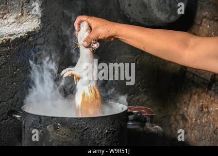 Woman holding locale Cuy cobaye géant, dans une casserole d'eau bouillante pour l'épilation, la préparation pour la préparation de plats traditionnels de Cuy, Cusco, Pérou Banque D'Images