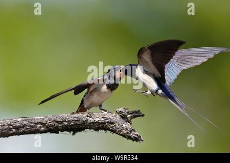 L'hirondelle rustique (Hirundo rustica), vieux aliments pour animaux jeunes naissante sur une branche dans l'approche, Parc Nature Peental, Mecklembourg-Poméranie-Occidentale, Allemagne Banque D'Images