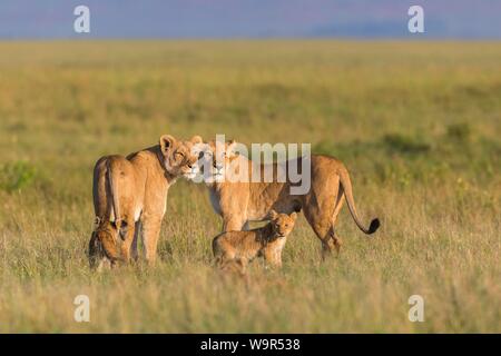 Deux Lionnes (Panthera leo) avec des petits dans les prairies à la recherche de, Masai Mara National Reserve, Kenya Banque D'Images