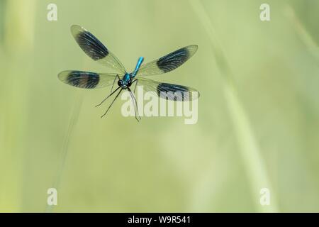 Demoiselle (Calopteryx splendens bagués), homme en vol, Hesse, Allemagne Banque D'Images