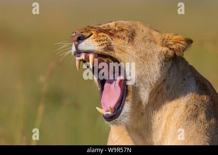 Lioness (Panthera leo) le bâillement, animal portrait, Masai Mara National Reserve, Kenya Banque D'Images