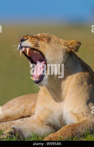 Lioness (Panthera leo) le bâillement, fly infestation, Masai Mara National Reserve, Kenya Banque D'Images