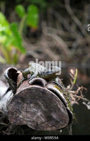 Le nord de lézard caiman prises dans jungle amazonienne Banque D'Images