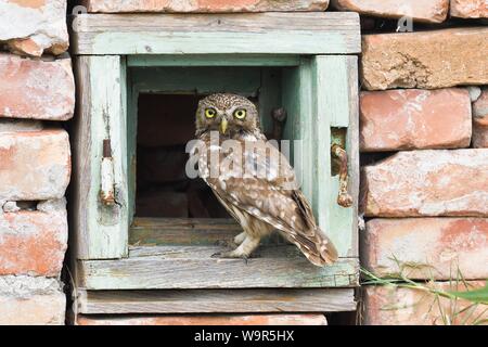 Chouette chevêche (Athene noctua), ancien comité permanent des oiseaux dans la fenêtre d'une maison la ruine, delta du Danube, Roumanie Banque D'Images