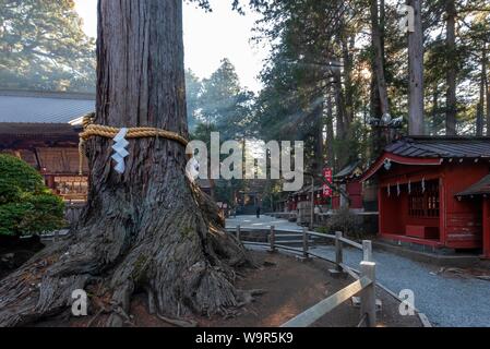 Arbre généalogique, Saint-Kitaguchi hongu Sengen Fuji culte, Sanctuaire Shinto Fujiyoshida, préfecture de Yamanashi, Japon Banque D'Images