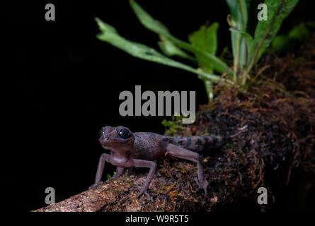 Madagascar gracieux terrain gecko (Paroedura gracilis), au nord de Madagascar, Madagascar Banque D'Images