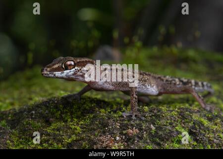 La masse du Stumpff Gecko (Paroedura stumpfii), nord-ouest de Madagascar, Madagascar Banque D'Images