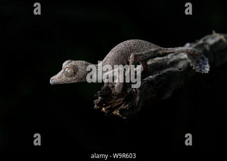 Henkel's gecko à queue de feuille (Uroplatus henkeli), Parc National d'Ankarana, nord-ouest de Madagascar, Madagascar Banque D'Images