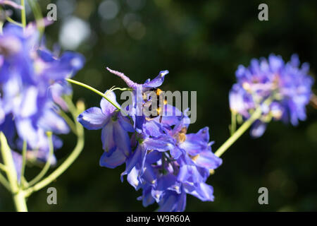 Bumblebee recueille nectar dans le bleu. Les fleurs sauvages s'épanouissent dans le jardin Banque D'Images