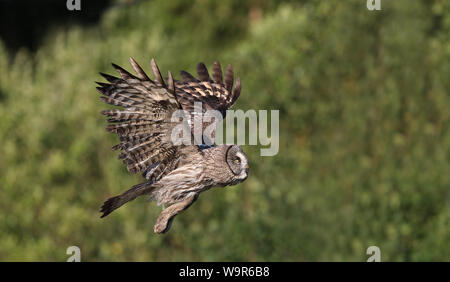 Grand hibou gris, Strix nebulosa / Flying Owl Banque D'Images