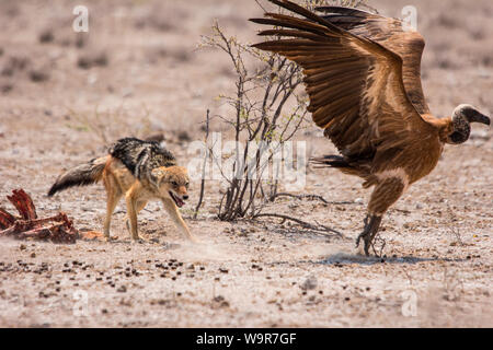 Le Chacal à dos noir, Vautour, Parc National d'Etosha, Namibie, Afrique, (Canis mesomelas, Gyps africanus) Banque D'Images