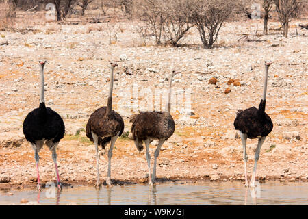 Autruche commune, Etosha-Nationalpark, Namibie, Afrique, (Struthio camelus) Banque D'Images