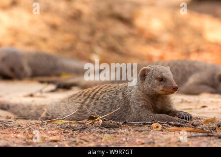 Mongoose, bagués Nationalpark Etosha, Namibie, Afrique, (Mungos mungo) Banque D'Images