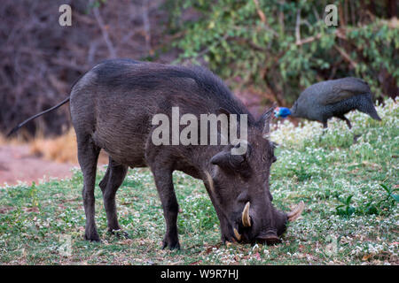 Phacochère, Namibie, Afrique, (Phacochoerus africanus) Banque D'Images