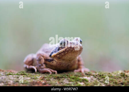 Grenouille rousse, femme, Rhénanie du Nord-Westphalie, Europe, (Rana temporaria) Banque D'Images