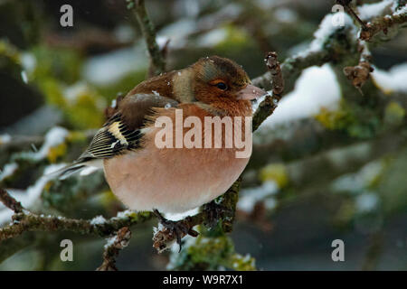 Chaffinch commun, homme, (Fringilla coelebs) Banque D'Images