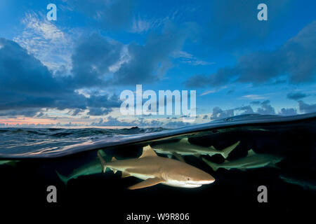 Requins de récifs, (Carcharhinus melanopterus) Banque D'Images