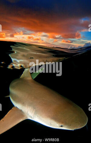 Requin gris de récif au coucher du soleil, (Carcharhinus amblyrhynchos) Banque D'Images